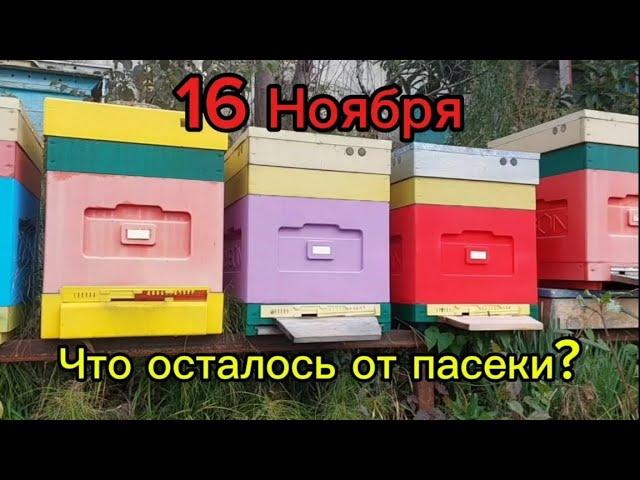 16 Ноября, что осталось от пасеки?