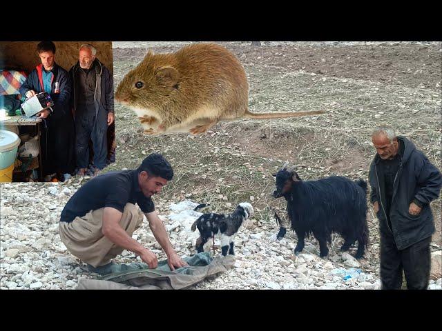 From mouse damage to a nomadic family to finding a baby goat in the last moments