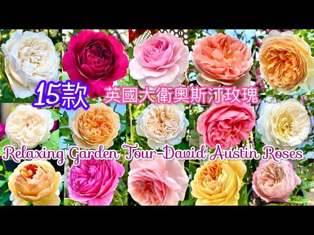 花園裡的15款大衛奧斯汀玫瑰｜Most Beautiful David Austin Roses In My Garden|#イングリッシュローズ#バラ#英國玫瑰#rose