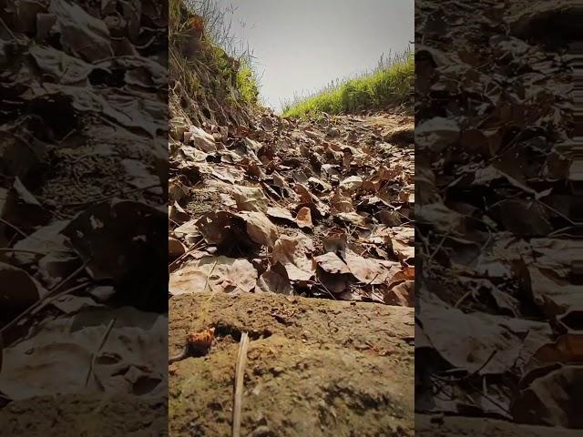 #ray_timelapse #videouploads #limited #morning #nature #leaves #fallen 