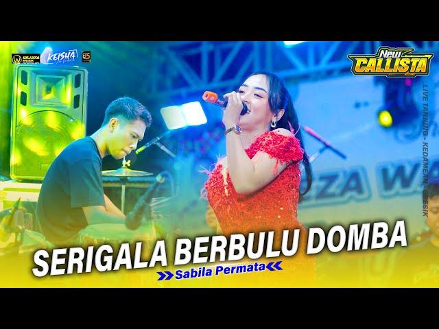 SERIGALA BERBULU DOMBA - Sabila Permata NEW CALLISTA Ft ( FARIS KENDANG ) The Wedding REZA & AYUNDA