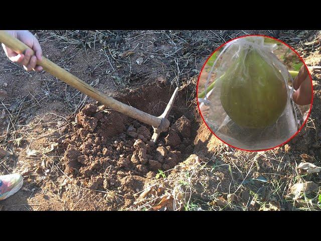 Plant Figtree from Zero (Part 1) planting hole, soil improvement, plant and row spacing Subtitles CC