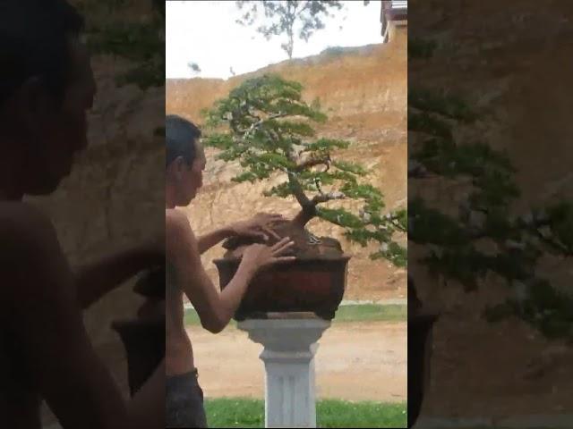 Bonsai is EASY, TRUST Me !!! You CAN DO It Too like DIY Craft