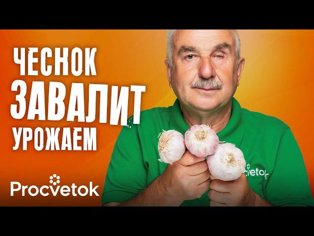 ВСЕГДА КЛАДУ ЭТО В ГРЯДКУ ПРИ ПОСАДКЕ ЧЕСНОКА, и он вырастет огромным и не гниет! Советы агронома