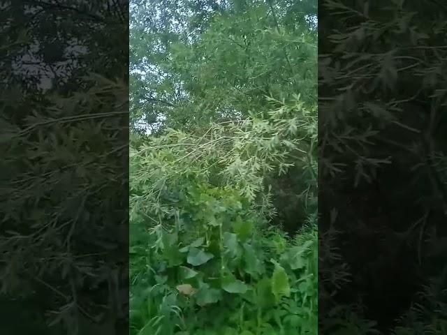 Пение соловья #соловей #ловляптиц #весенняяохота #ловляпевчихптиц