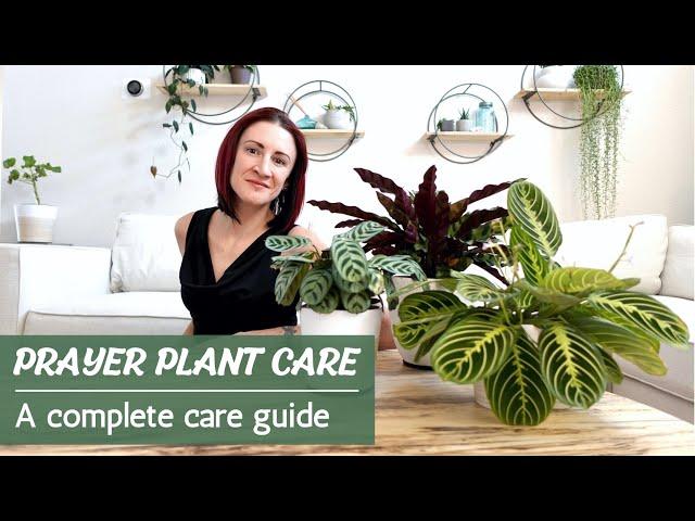 Prayer Plant Care | How to successfully care for Calathea, Maranta, Ctenanthe, and Stromanthe