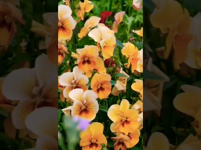 #pansy #pansies #cutflowergarden #flowergardening #garden