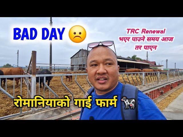 Prundu  | रोमानियाको गाई फार्म  | TRC Renewal भएर पाउने समय आज, तर पाएन ️