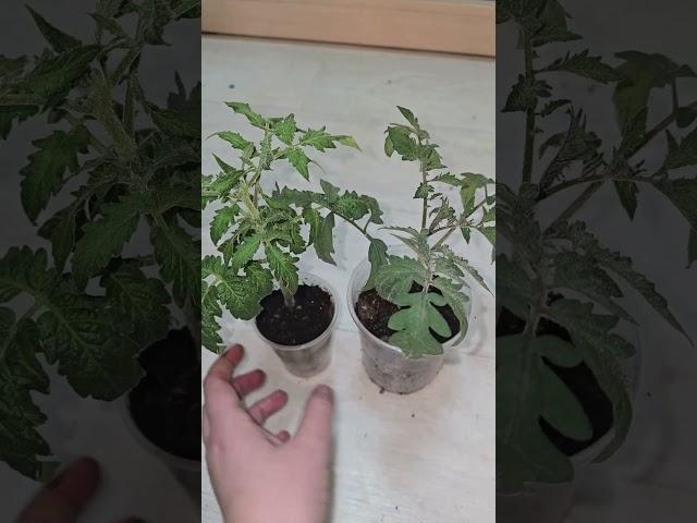 МАЛО КТО ЗНАЕТ, ЧТО РАССАДА ТОМАТОВ ТАКИМ СПОСОБОМ ВСЕГДА БУДЕТ низенькая, урожайность в 3 раза выше