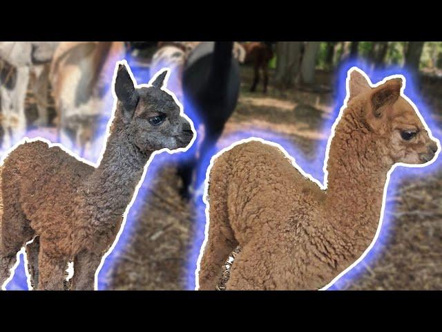 Now we have TWO BABY ALPACAS on the farm!