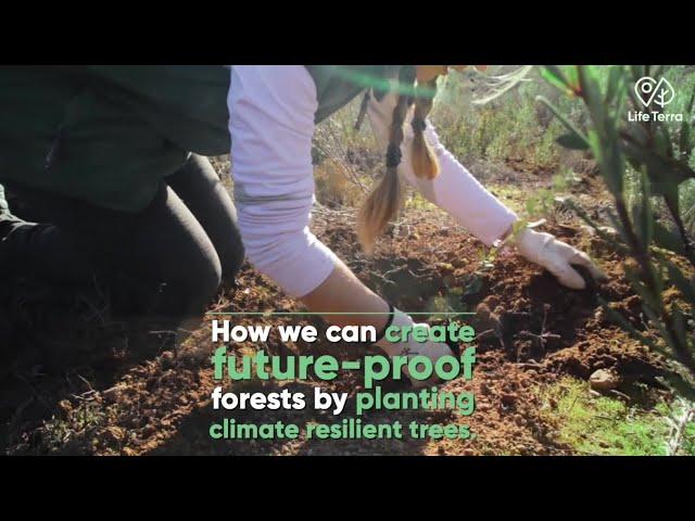 How we can create future-proof forests by planting climate resilient trees.