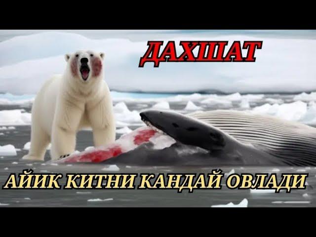 Мана Оч Айик Нималарга Кодир / Ок Айиклар Хакида #hammaga_qiziq #bilib_oling #обуна_булинг