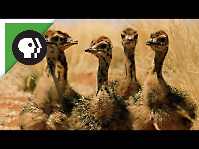 Baby Ostriches Hatching from Eggs