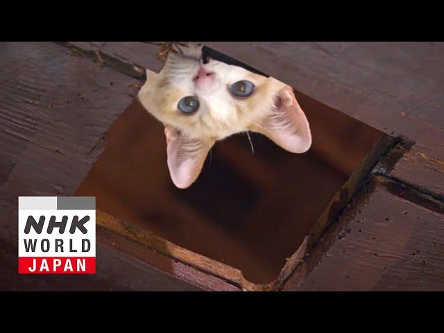 Shimane: Pure Water and Tradition - A Cat's-Eye View of Japan