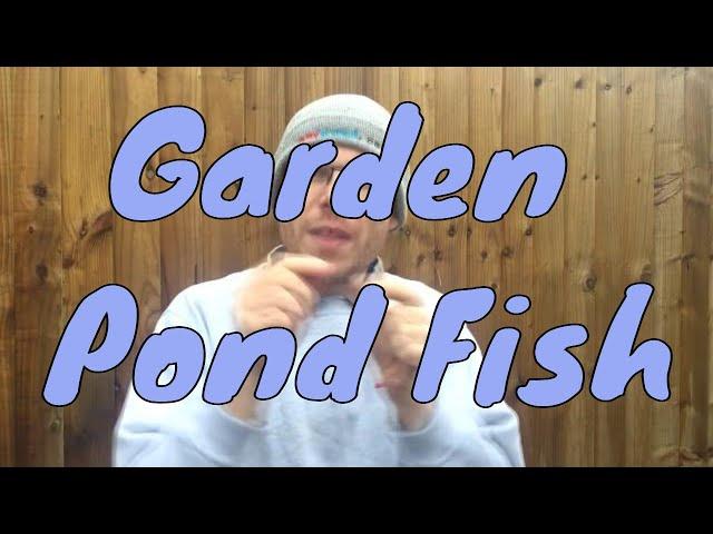 Garden Pond Fish UK - best pond fish for your ponds, carp