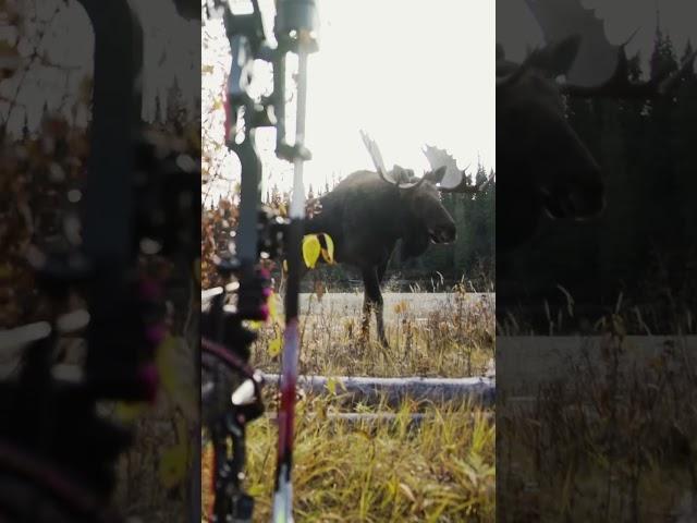 Bow Hunter Shoots Moose - UP CLOSE and PERSONAL! #shorts #archery @DrivenHunter