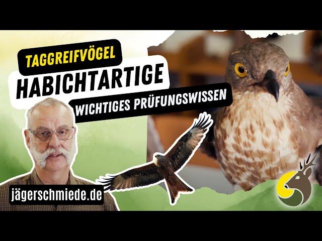 Die HabichtartigenWissen für deine Jagdprüfung Greifvögel - Habicht, Sperber, Mäusebussard & Co.