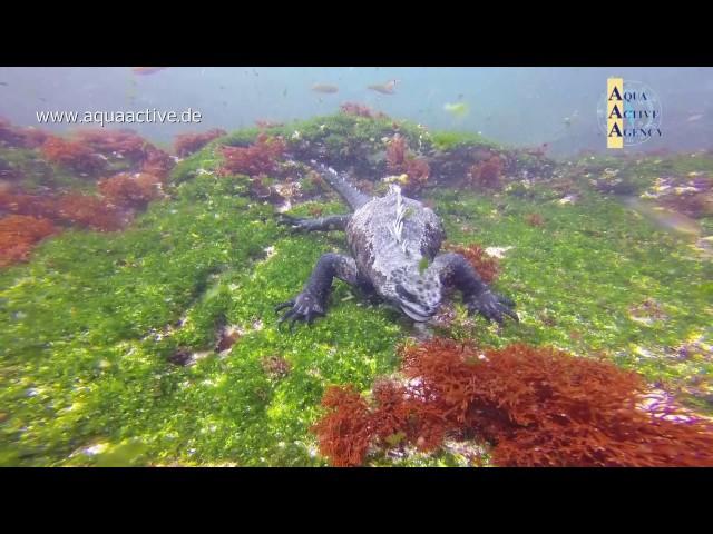 Galapagos Islands Unterwasser  - Film von Achim Goldmann & Aqua Active Agency