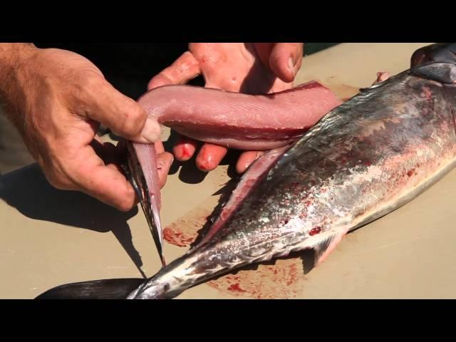 KBOP HOW TO: Filet a Green Bonita (Atlantic Bonito)