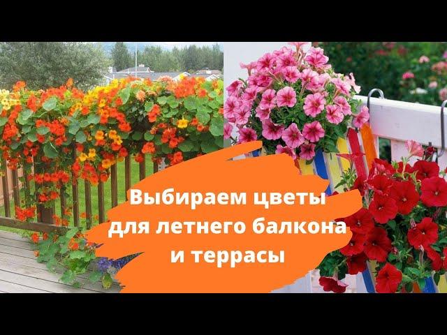 Выбираем цветы для летнего балкона и террасы