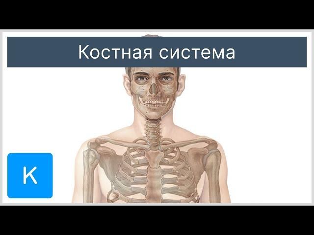 Костная система - Анатомия человека | Kenhub