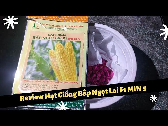 Review Hạt Giống Ngô Ngọt Lai F1 MIN 5