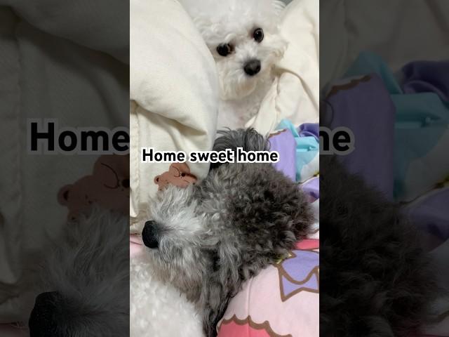 Home sweet home #petlovers #寵物狗狗精選 #푸숑 #몽몽