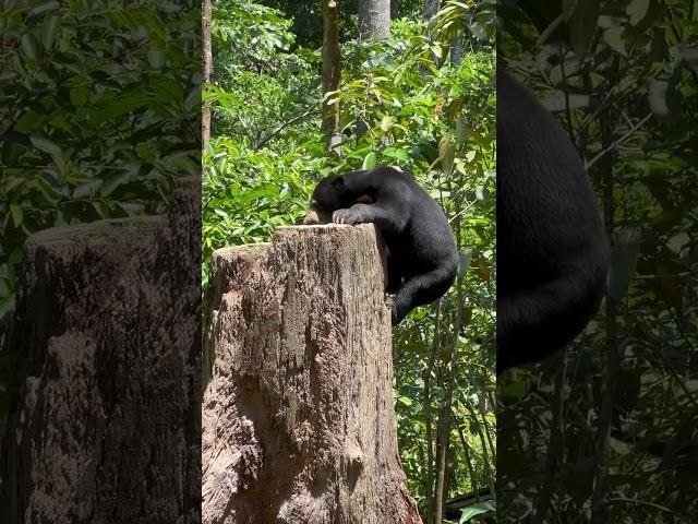 Sun bears are small but strong!