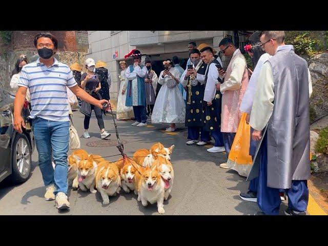 ※Real Situation※ Corgis that met the hottest celebrity, Corgis in Seoul landmark [Seoul Outing EP.3]