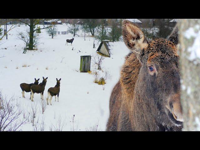 CHERNOBYL: A VILLAGE FOR MOOSES | Film Studio Aves