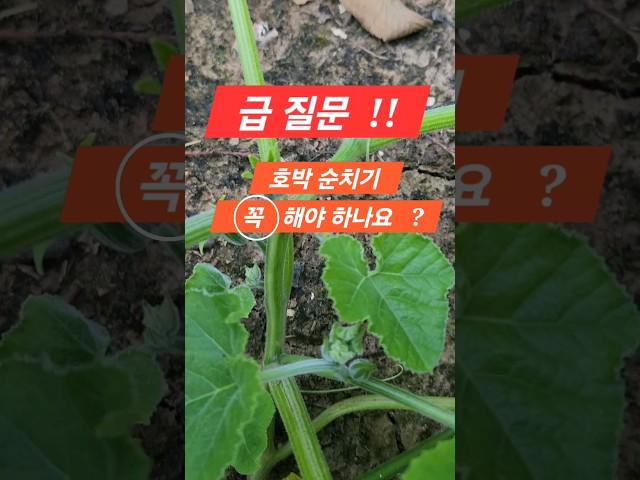 호박 순치기 했습니다. #호박 #텃밭채소 #텃밭이야기