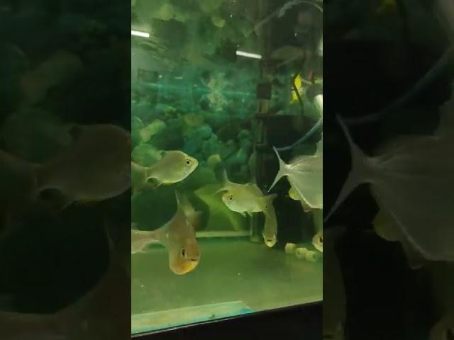 Knife Fish Aquarium Shop Chandigarh | Shorts Video Fish Shop | | The Pet Shop |