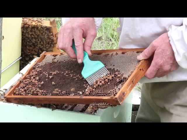 Drone uncapping when checking bee hives for varroa mite