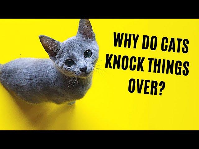 Why Do Cats Knock Things Over? Are They Jerks?