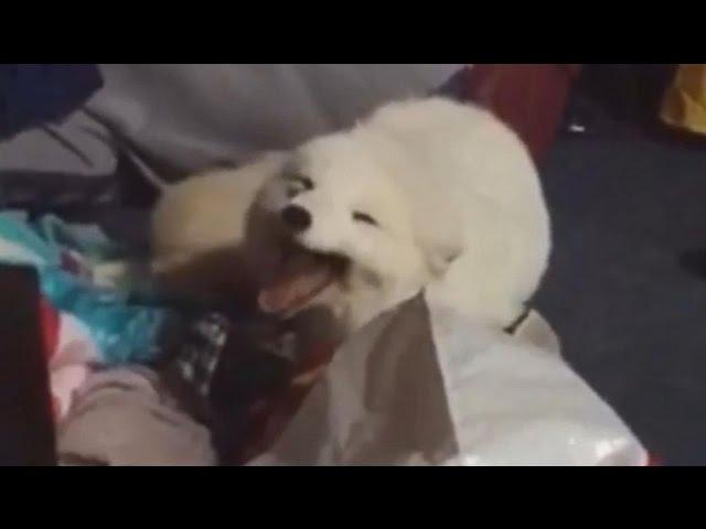 Arctic Fox Has a Case of the Giggles