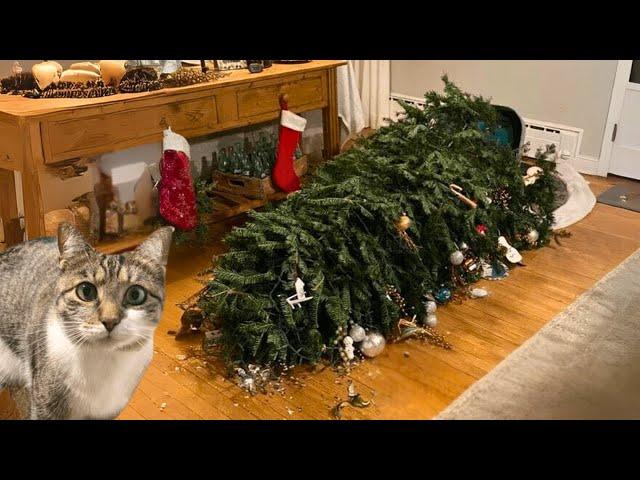 Cat’s First ChristmasHaven’t Even Put the Decorations On Yet!