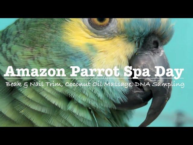 Blue front Amazon parrot spa day