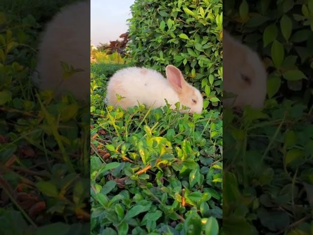 RABBIT BABY CUTEST Animals SOO Cute! AWW Cute baby animals PET VLOG ️ Animal Planet 兔子 #31