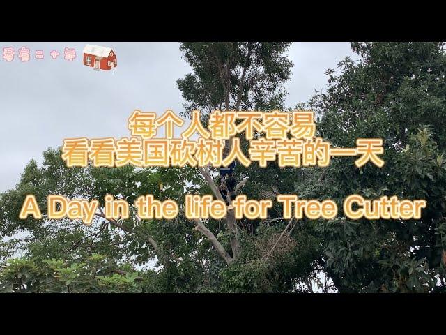 美国砍树贵吗？危险吗？看看美国砍树人辛苦的一天！A Day in the life for Tree Climber|Professional Tree Services chainsaw​