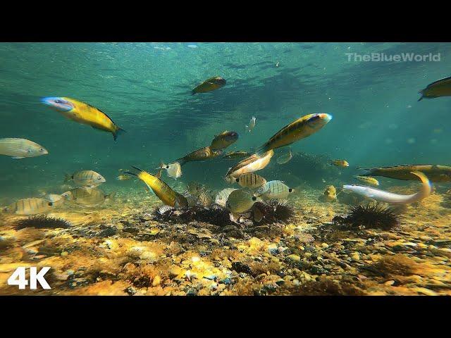 Underwater Relaxing Fish Feeding for Meditation in 4K (No Music) -  Mediterranean Sea Life!