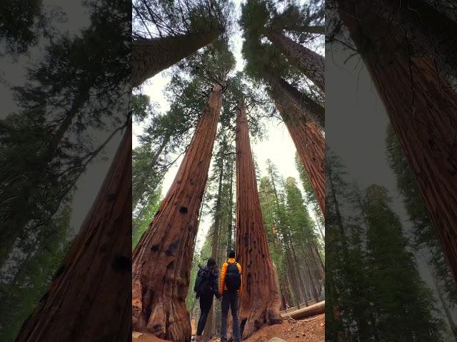 Sequoia National Park: Largest Trees in the world #california  #nationalparks