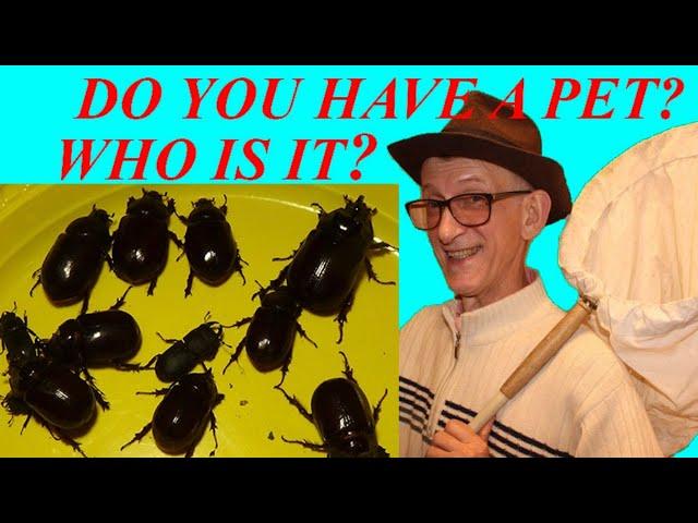 Do You Have a Pet? Beetle or Dog? Entomology School of Dr Victor Fursov..