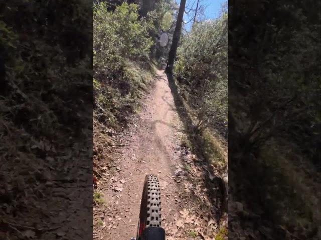 Super Impressed by these Tires  #mountainbiketrails #extrememtb #action