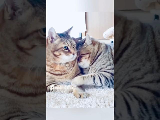 The Lovers’ Wish