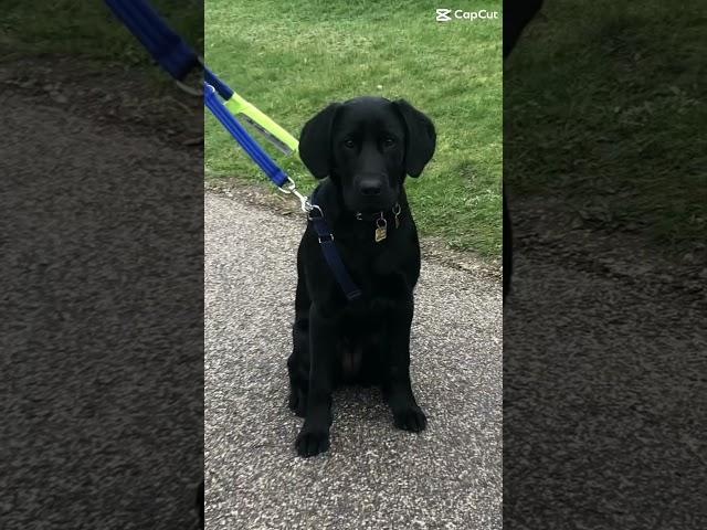 Labs edit #funnydog #cutedog #blacklabs #dog #trynottolaugh #funney #edit #funny