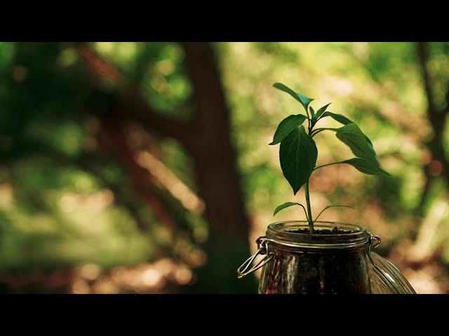 THE SEED // Inspirational Short Film