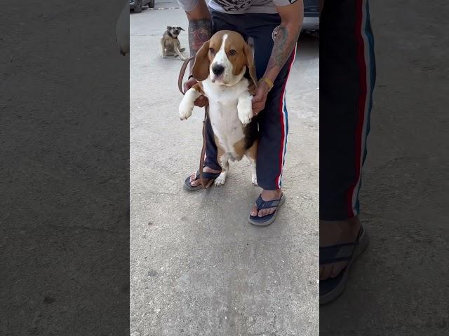  #instagram #viral #trending #youtubeshorts #india #dog #dogs #doglover #masti