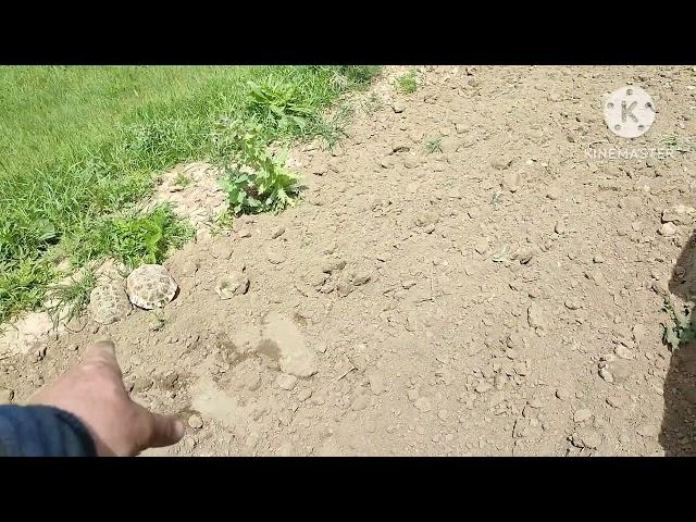 Видео 18+ дисковка Кизовского поля