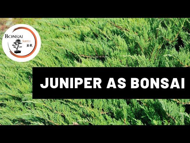 Juniper as Bonsai | Bonsai Species | The Bonsai Supply