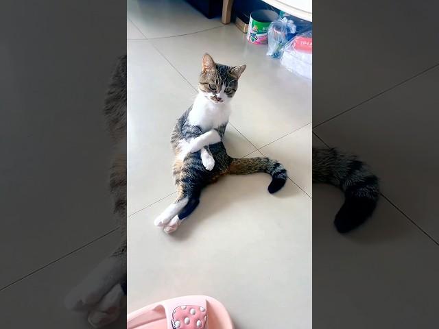 Cat  confusing behavior